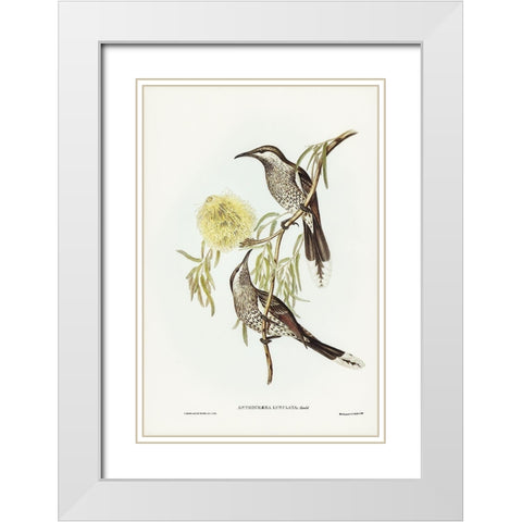 Lunulated Wattle Bird-Anthochaera lunulata White Modern Wood Framed Art Print with Double Matting by Gould, John