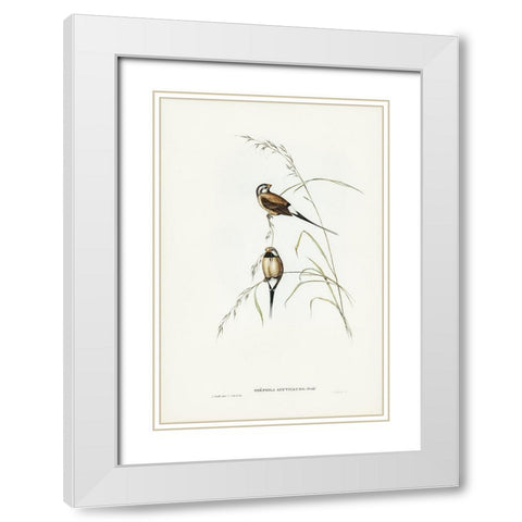 Long-tailed Grass Finch-Poephila acuticauda White Modern Wood Framed Art Print with Double Matting by Gould, John