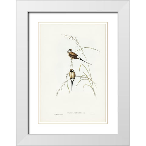 Long-tailed Grass Finch-Poephila acuticauda White Modern Wood Framed Art Print with Double Matting by Gould, John
