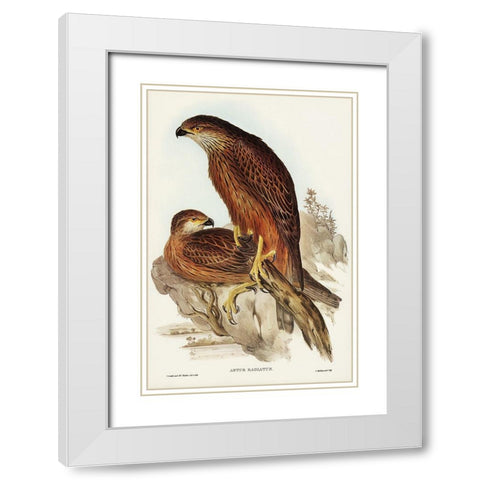 Radiated Goshawk-Astur radintus White Modern Wood Framed Art Print with Double Matting by Gould, John