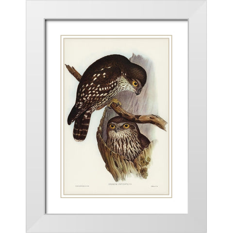 Winking Owl-Athene connivers White Modern Wood Framed Art Print with Double Matting by Gould, John