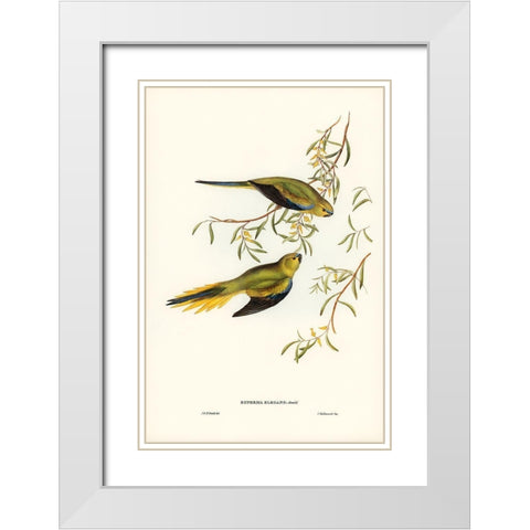 Elegant Grass-Parakeet-Euphema elegans White Modern Wood Framed Art Print with Double Matting by Gould, John