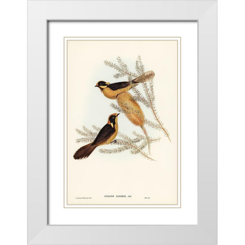 Helmeted Honey-eater-Ptilotis cassidix White Modern Wood Framed Art Print with Double Matting by Gould, John