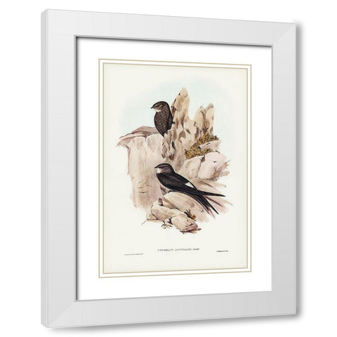 Australian Swift-Cypselus Australis White Modern Wood Framed Art Print with Double Matting by Gould, John