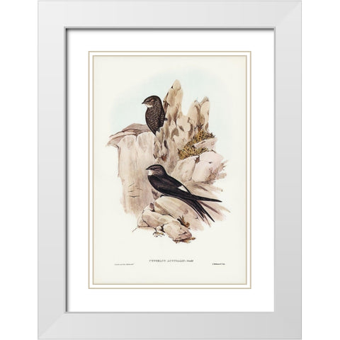 Australian Swift-Cypselus Australis White Modern Wood Framed Art Print with Double Matting by Gould, John