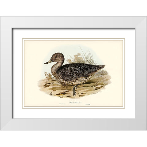 Freckled Duck-Anus naevosa White Modern Wood Framed Art Print with Double Matting by Gould, John