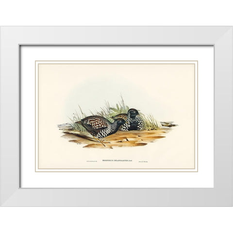 Black-breasted Hemipode-Hemipodius melanogaster White Modern Wood Framed Art Print with Double Matting by Gould, John