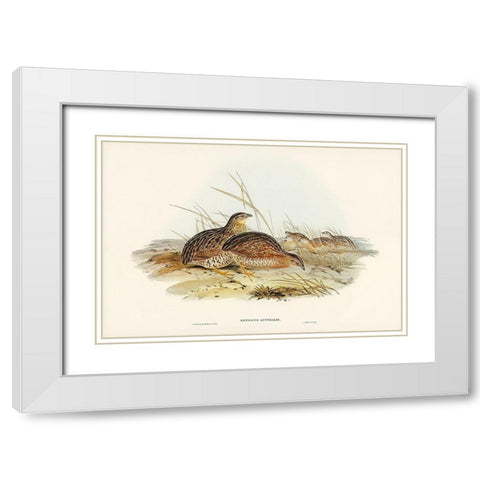 Australian Partridge-Synoicus Australis White Modern Wood Framed Art Print with Double Matting by Gould, John