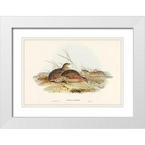 Australian Partridge-Synoicus Australis White Modern Wood Framed Art Print with Double Matting by Gould, John