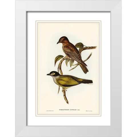 Australian Sphecotheres-Sphecotheres Australis White Modern Wood Framed Art Print with Double Matting by Gould, John