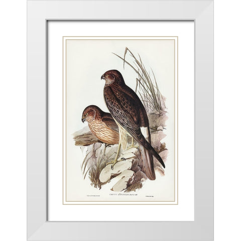 Allied Harrier-Circus assimilis White Modern Wood Framed Art Print with Double Matting by Gould, John