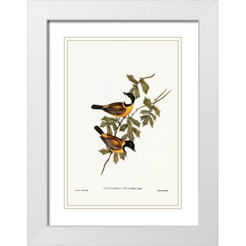 Black-tailed Pachycephala-Pachycephala melanura White Modern Wood Framed Art Print with Double Matting by Gould, John