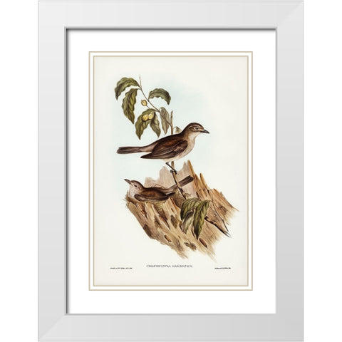 Harmonious Colluricincla-Colluricincla harmonica White Modern Wood Framed Art Print with Double Matting by Gould, John