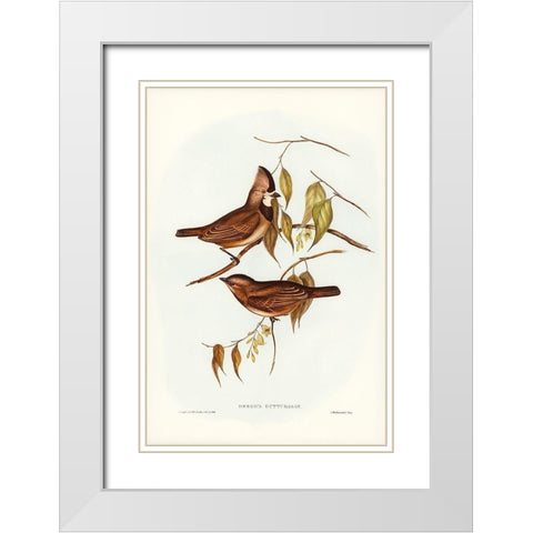 Crested Oreoica-Oreoica gutturalis White Modern Wood Framed Art Print with Double Matting by Gould, John
