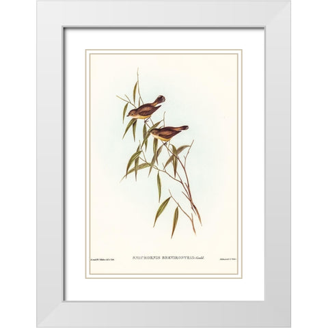 Short-billed tree tit-Smicrornis brevirostris White Modern Wood Framed Art Print with Double Matting by Gould, John