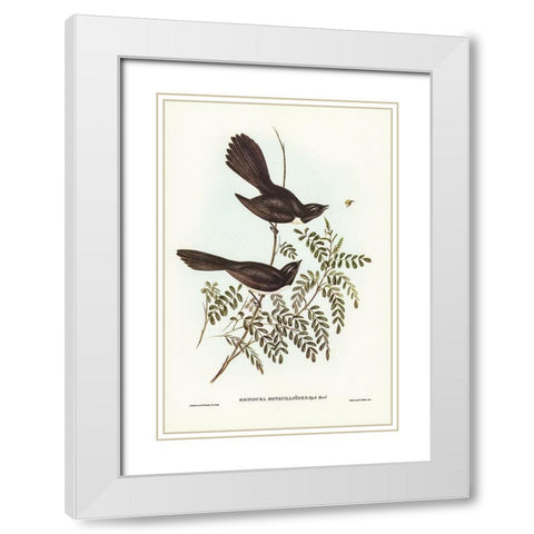 Black Fantailed Flycatcher-Rhipidura Motacilloides White Modern Wood Framed Art Print with Double Matting by Gould, John