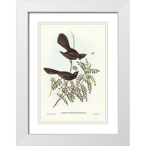 Black Fantailed Flycatcher-Rhipidura Motacilloides White Modern Wood Framed Art Print with Double Matting by Gould, John