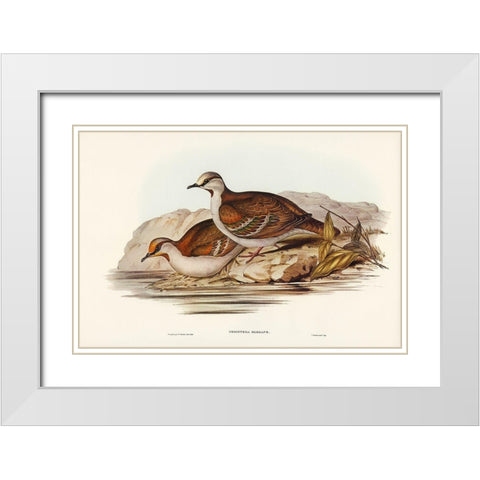 Brush Bronze-winged Pigeon-Peristera elegans White Modern Wood Framed Art Print with Double Matting by Gould, John