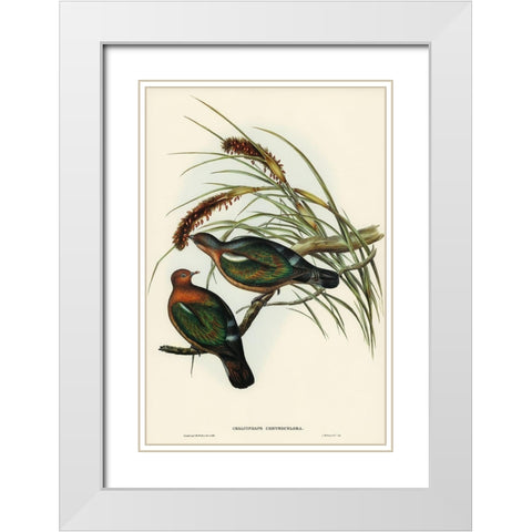 Little Green Pigeon-Chalcophaps chrysochlora White Modern Wood Framed Art Print with Double Matting by Gould, John