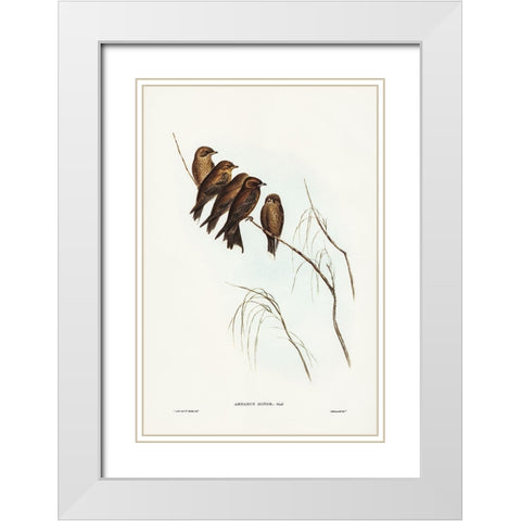 Little Wood Swallow-Artamus minor-Vieill White Modern Wood Framed Art Print with Double Matting by Gould, John