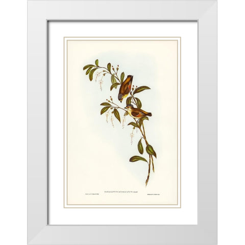 Red-lored Pardalote-Pardalotus rubricatus White Modern Wood Framed Art Print with Double Matting by Gould, John