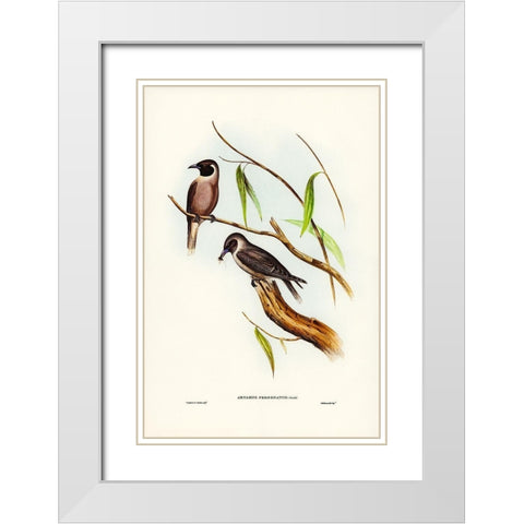 Masked Wood Swallow-Artamus personates White Modern Wood Framed Art Print with Double Matting by Gould, John