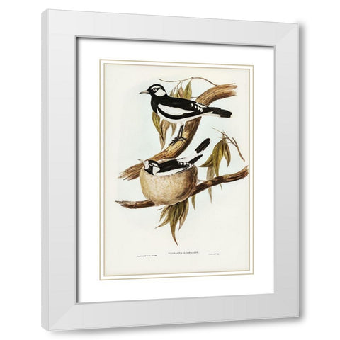 Pied Grallina-Crallina Australis White Modern Wood Framed Art Print with Double Matting by Gould, John
