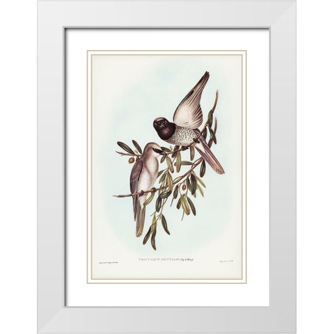 Varied Graucalus-Graucalus mentalis White Modern Wood Framed Art Print with Double Matting by Gould, John
