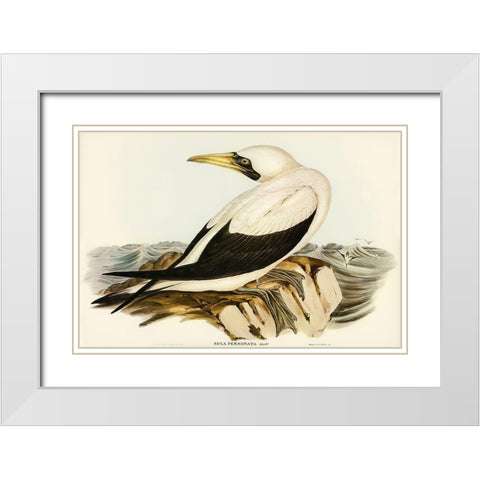 Masked Gannet-Sula personata White Modern Wood Framed Art Print with Double Matting by Gould, John