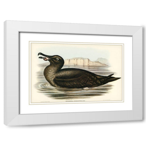 Sooty Albatros-Diomedea fuliginosa White Modern Wood Framed Art Print with Double Matting by Gould, John