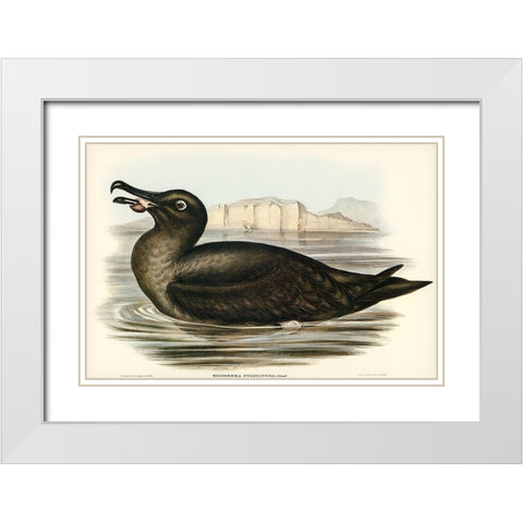 Sooty Albatros-Diomedea fuliginosa White Modern Wood Framed Art Print with Double Matting by Gould, John