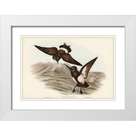 Black-bellied Storm Petrel-Thalassidroma melanogaster White Modern Wood Framed Art Print with Double Matting by Gould, John