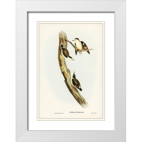 Black-capped Sittella-Sittella pileata White Modern Wood Framed Art Print with Double Matting by Gould, John