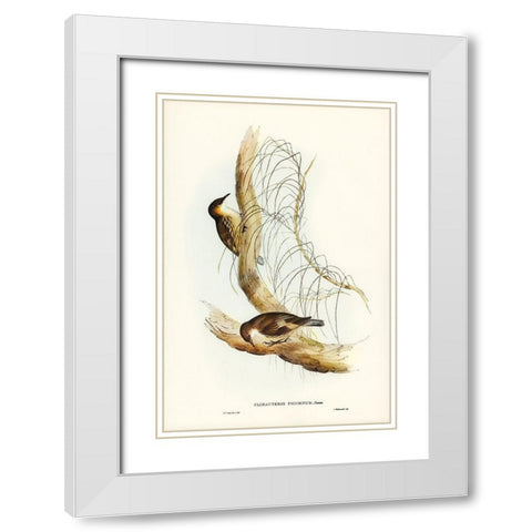 White-throated Tree-Creeper-Climacteris picumnus White Modern Wood Framed Art Print with Double Matting by Gould, John