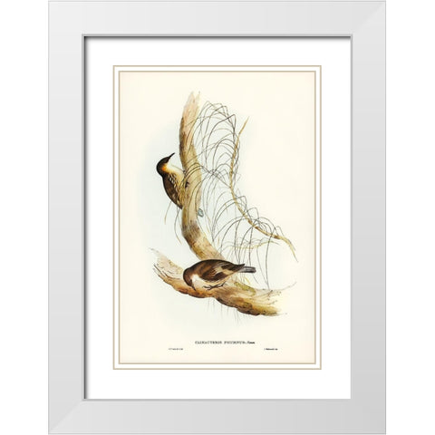 White-throated Tree-Creeper-Climacteris picumnus White Modern Wood Framed Art Print with Double Matting by Gould, John