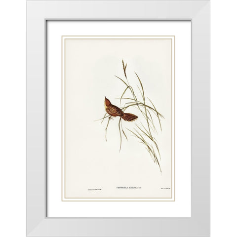 Great Warbler-Cysticola magna White Modern Wood Framed Art Print with Double Matting by Gould, John