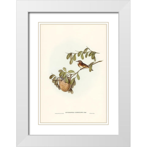 White-throated Honey-eater-Entomophila albogularis White Modern Wood Framed Art Print with Double Matting by Gould, John