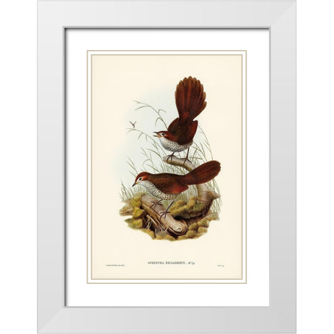 Rufous-headed Bristle-Bird-Sphenura Broadbenti White Modern Wood Framed Art Print with Double Matting by Gould, John