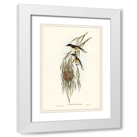 Painted Honey-eater-Entomophila picta White Modern Wood Framed Art Print with Double Matting by Gould, John