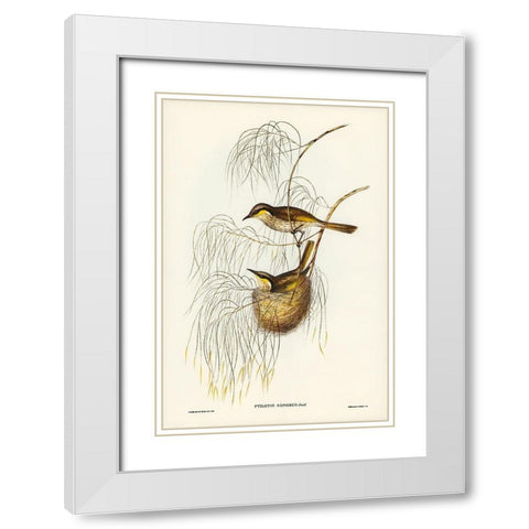 Singing Honey-eater-Ptilotis sonorus White Modern Wood Framed Art Print with Double Matting by Gould, John