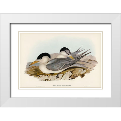 Torres Straits Tern-Thalasseus Pelecanoides White Modern Wood Framed Art Print with Double Matting by Gould, John