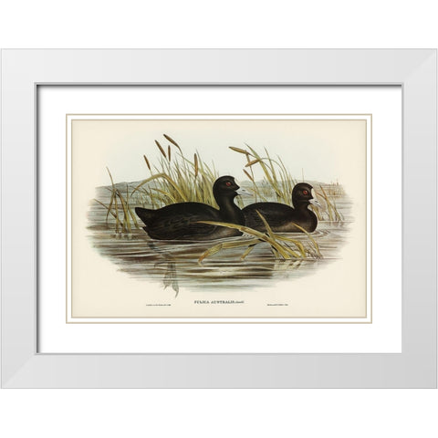Australian Coot-Fulica Australis White Modern Wood Framed Art Print with Double Matting by Gould, John