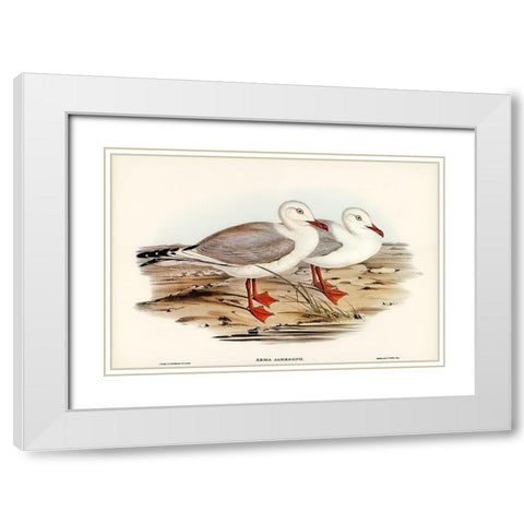 Jamesons Gull-Xema Jamesonii White Modern Wood Framed Art Print with Double Matting by Gould, John