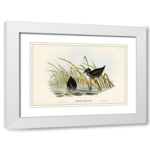Spotless Gallinule-Porzana immaculata White Modern Wood Framed Art Print with Double Matting by Gould, John