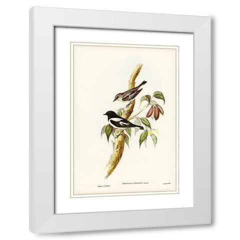 Pied Robin-Petroica bicolor-Swains White Modern Wood Framed Art Print with Double Matting by Gould, John