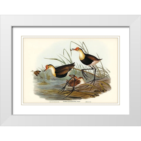Gallinaceous Parra-Parra gallinacea White Modern Wood Framed Art Print with Double Matting by Gould, John