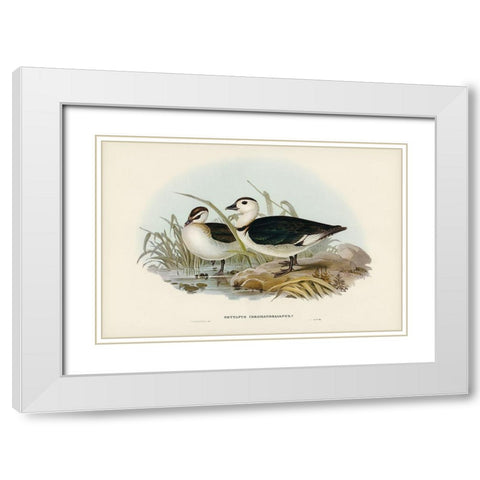Pygmy Goose-Nettapus Coromandelianus White Modern Wood Framed Art Print with Double Matting by Gould, John