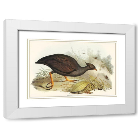 Mound-raising Megapode-Megapodius Tumulus White Modern Wood Framed Art Print with Double Matting by Gould, John
