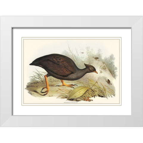 Mound-raising Megapode-Megapodius Tumulus White Modern Wood Framed Art Print with Double Matting by Gould, John