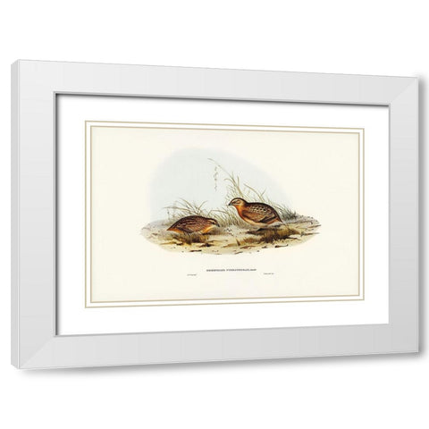 Red-chested Hemipode-Hemipodius pyrrhothorax White Modern Wood Framed Art Print with Double Matting by Gould, John